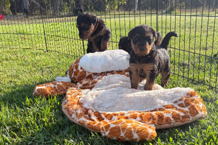 Cherridian Airedale Terriers
