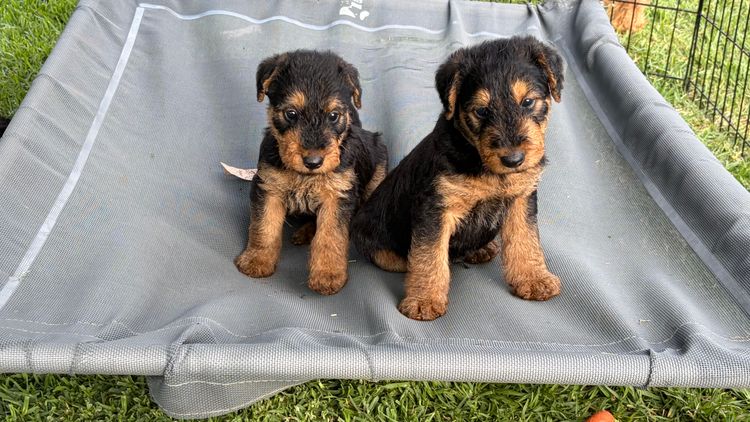 Cherridian Airedale Terriers
