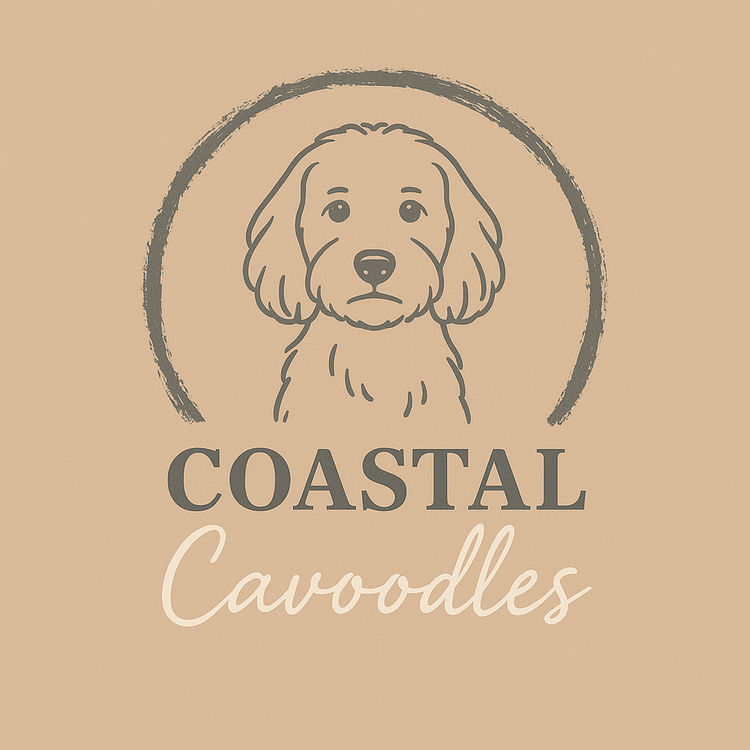 Coastal Cavoodles SA