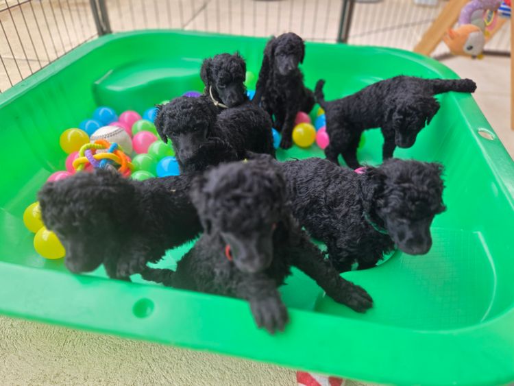 Spirit Angel - Standard Poodles