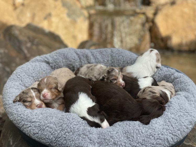 Aussiedoodles