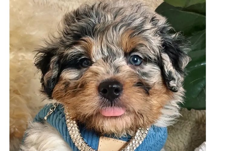 Aussiedoodles