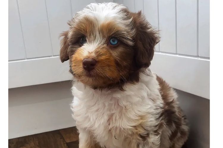 Aussiedoodles