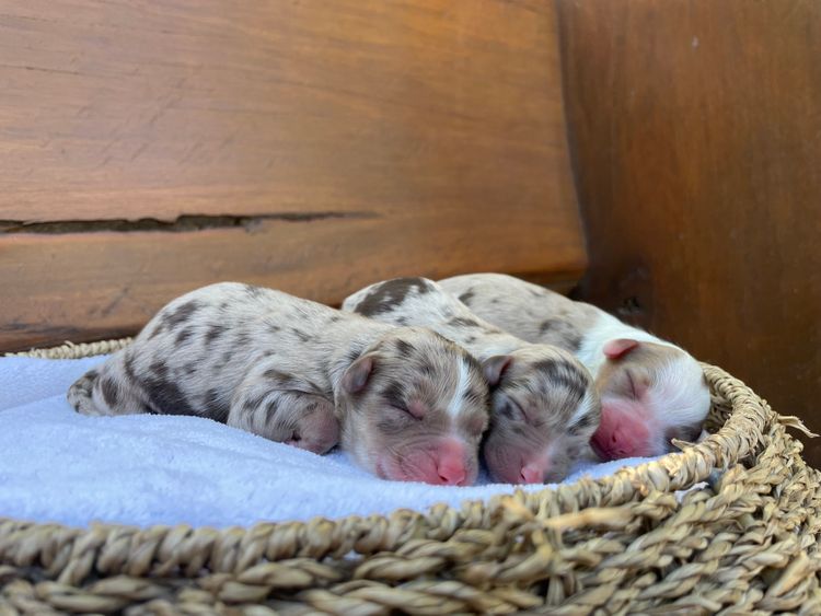 Aussiedoodles