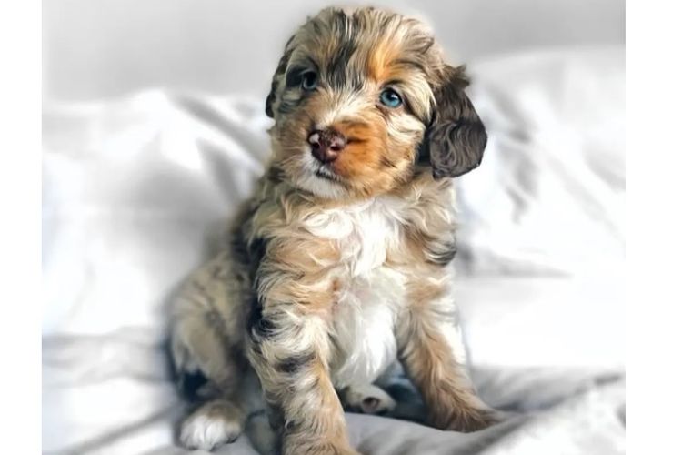 Aussiedoodles