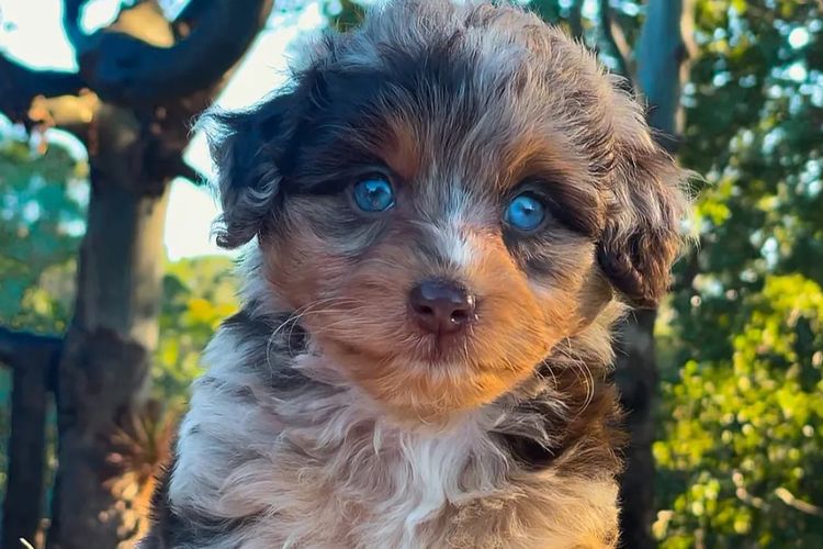 Aussiedoodles