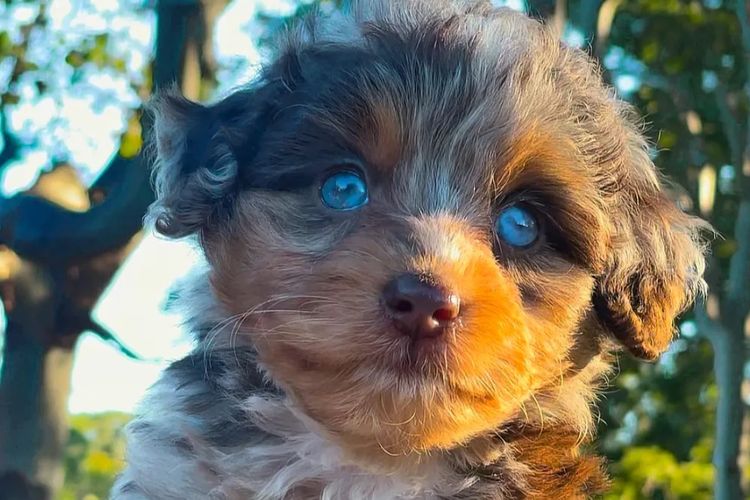 Aussiedoodles