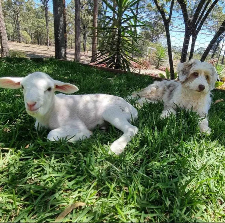 Aussiedoodles