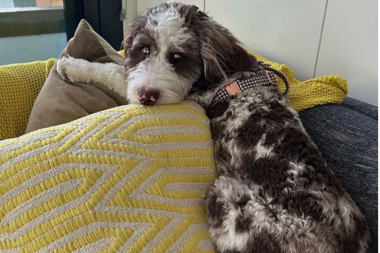 Aussiedoodles