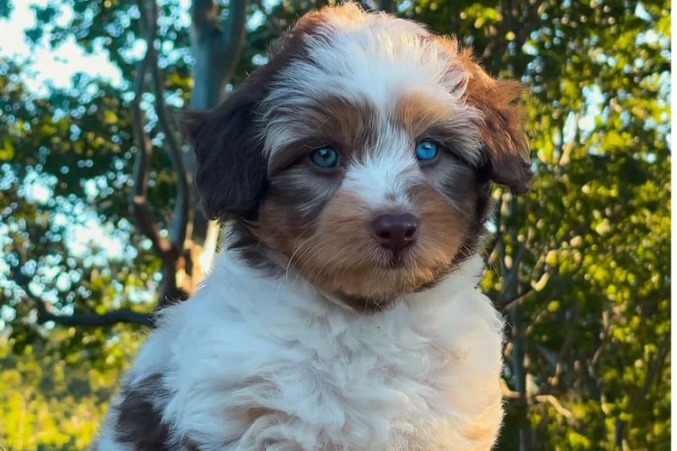 Aussiedoodles