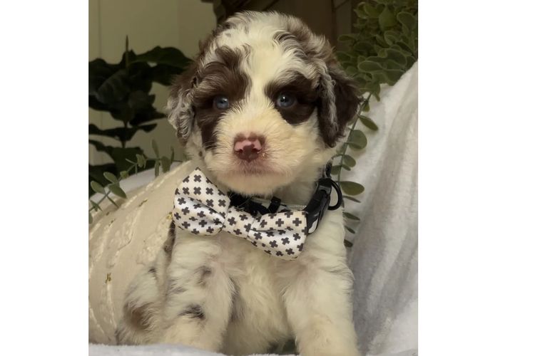 Aussiedoodles