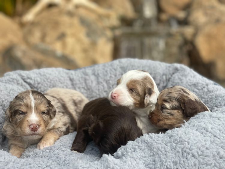 Aussiedoodles