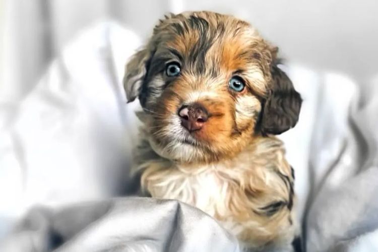 Aussiedoodles