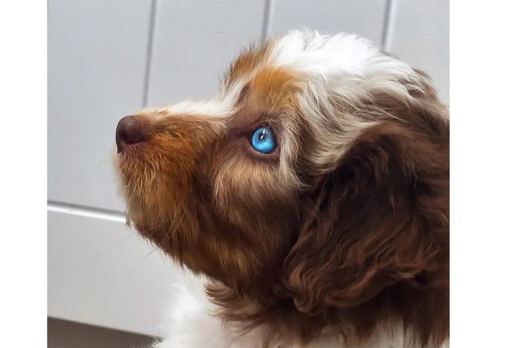 Aussiedoodles