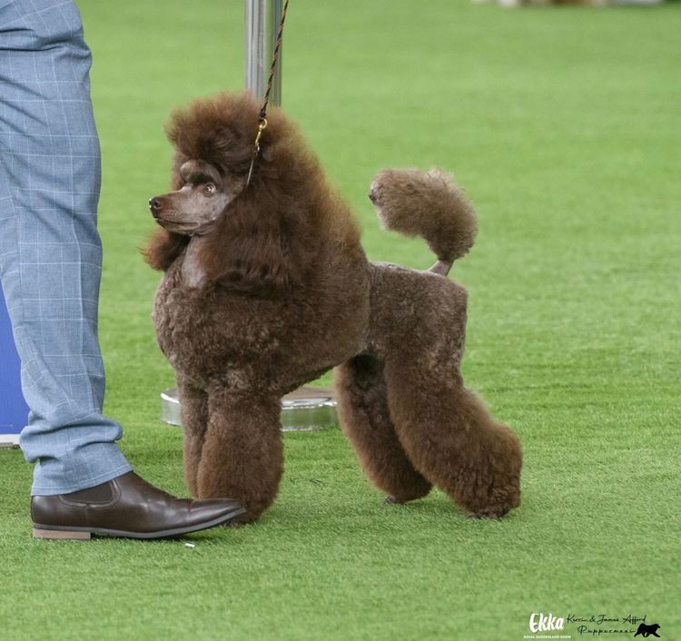 Maronoir  Poodles