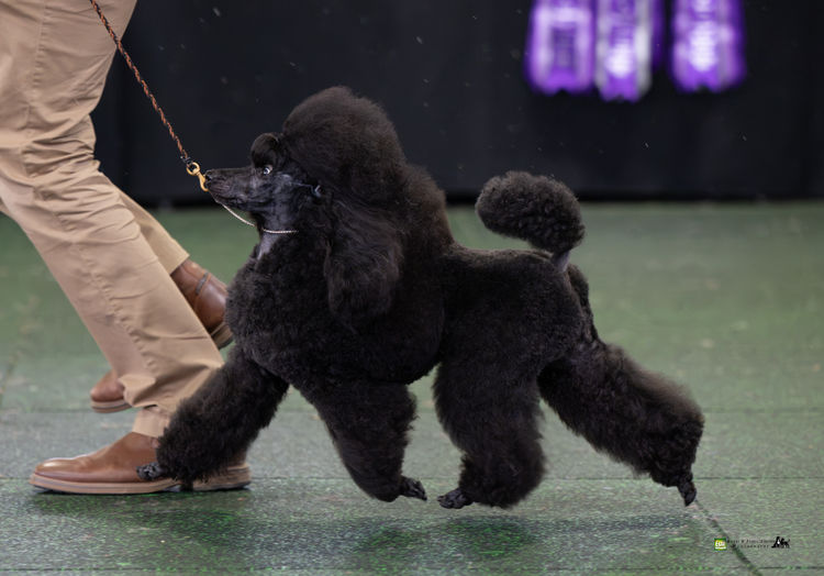 Maronoir  Poodles