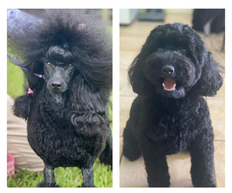 Maronoir  Poodles