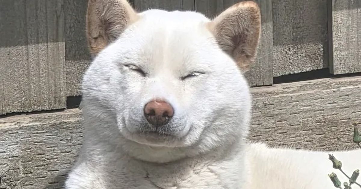Toptier Shiba Inus, responsible breeder in Victoria - RightPaw