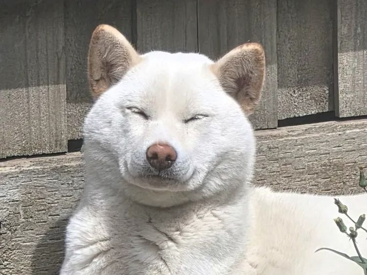 Toptier Shiba Inus
