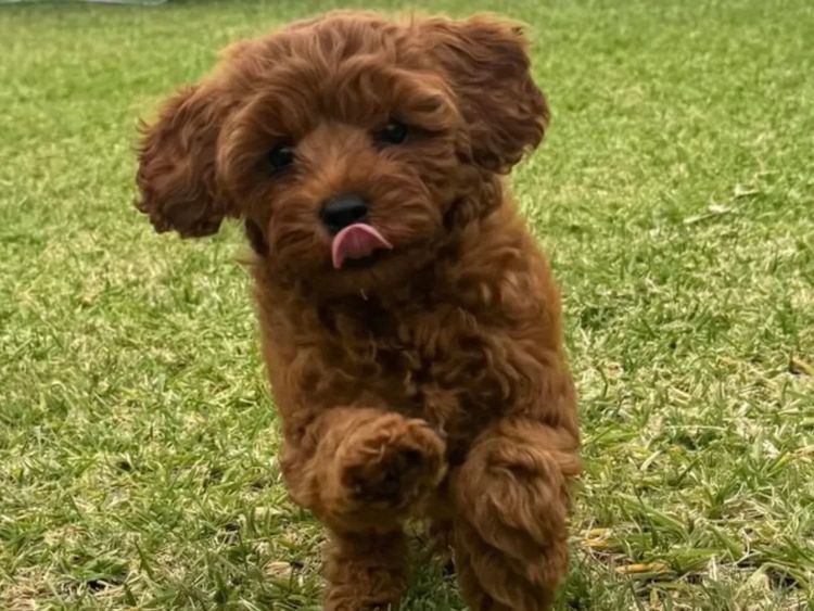 Rosewood Cavoodle Estate