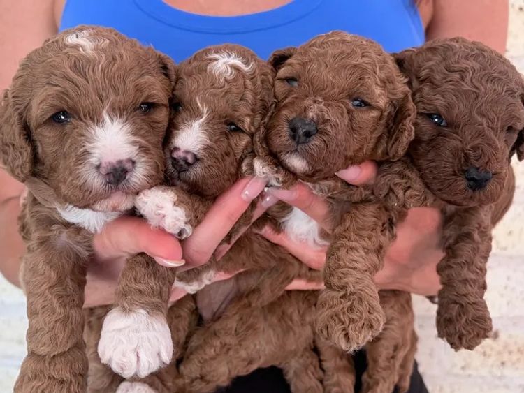Rosewood Cavoodle Estate