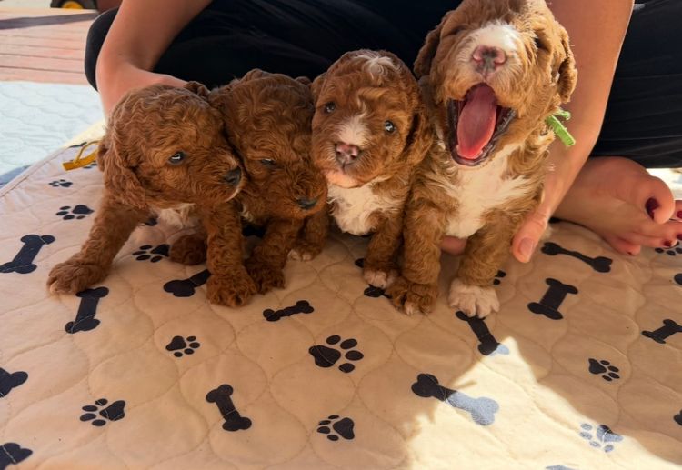 Rosewood Cavoodle Estate