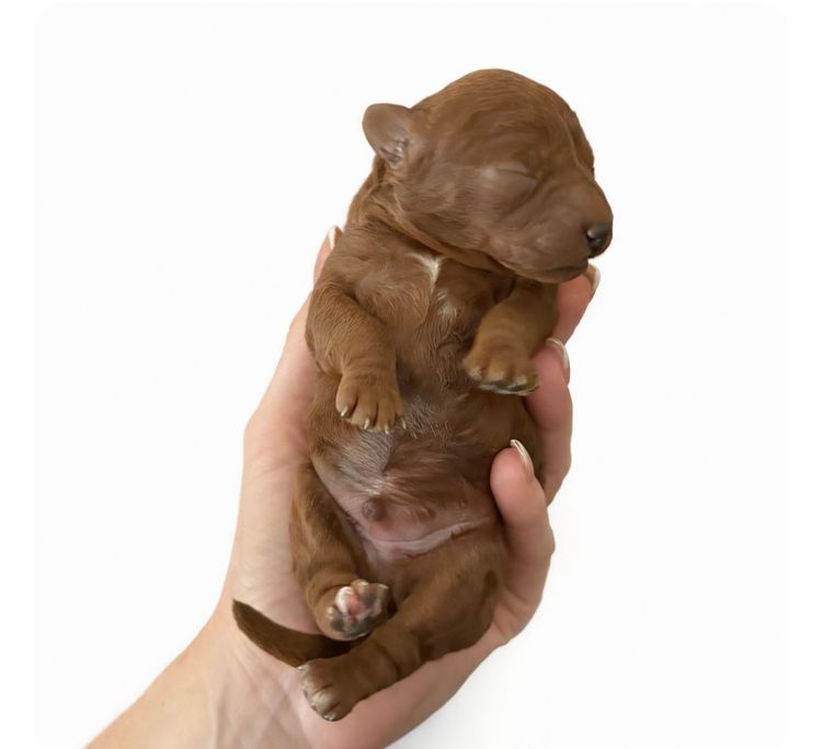 Rosewood Cavoodle Estate
