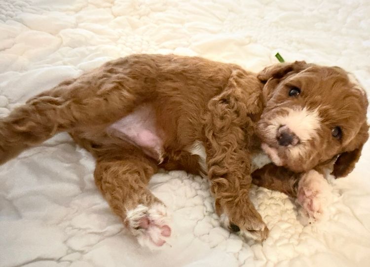 Rosewood Cavoodle Estate