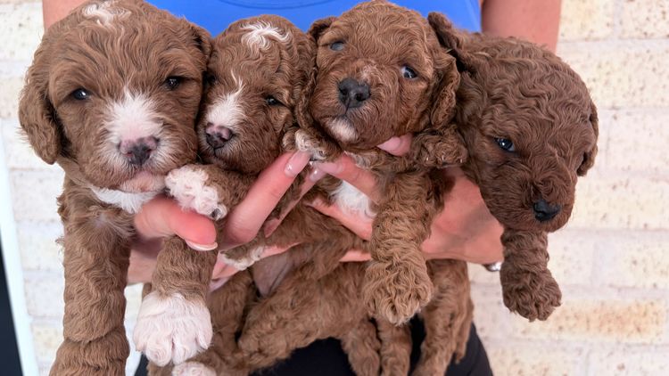 Rosewood Cavoodle Estate