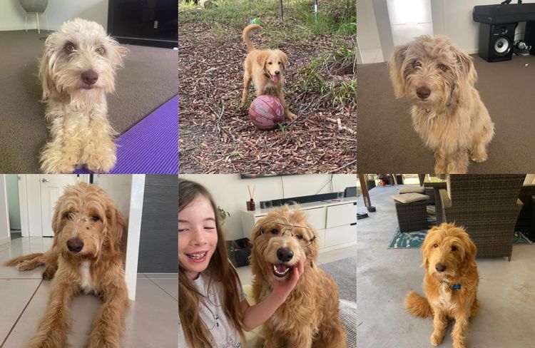 Best Mate Bordoodles