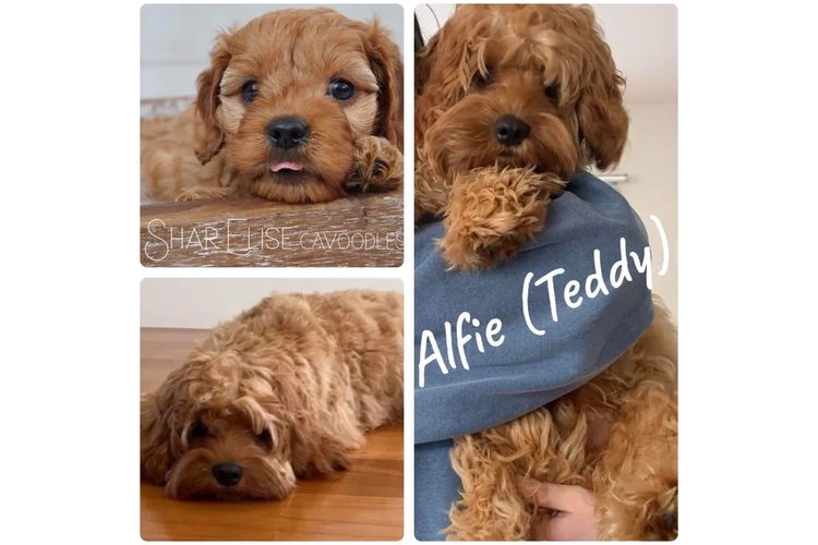 SharElise Cavoodles