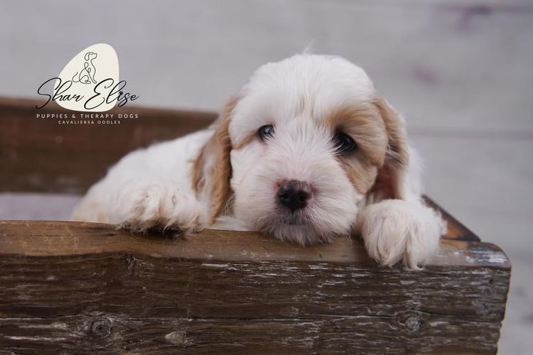SharElise Cavoodles