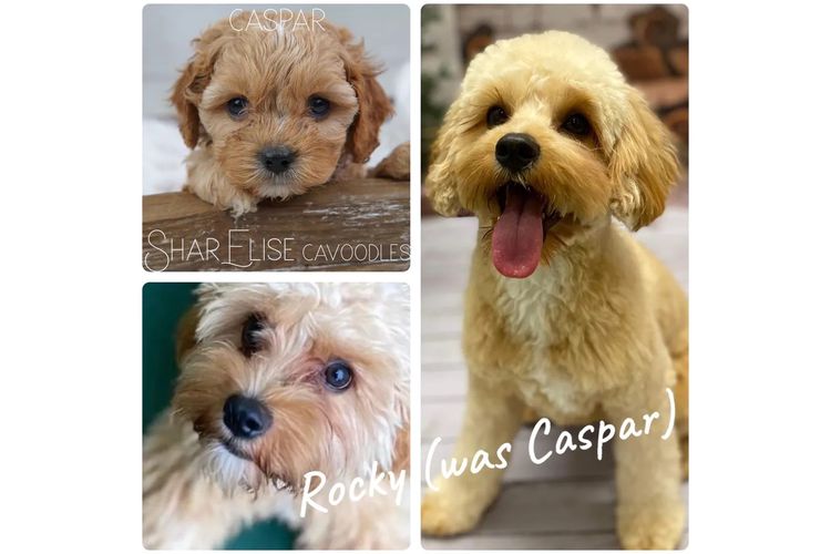 SharElise Cavoodles