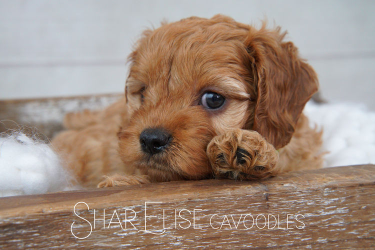 SharElise Cavoodles