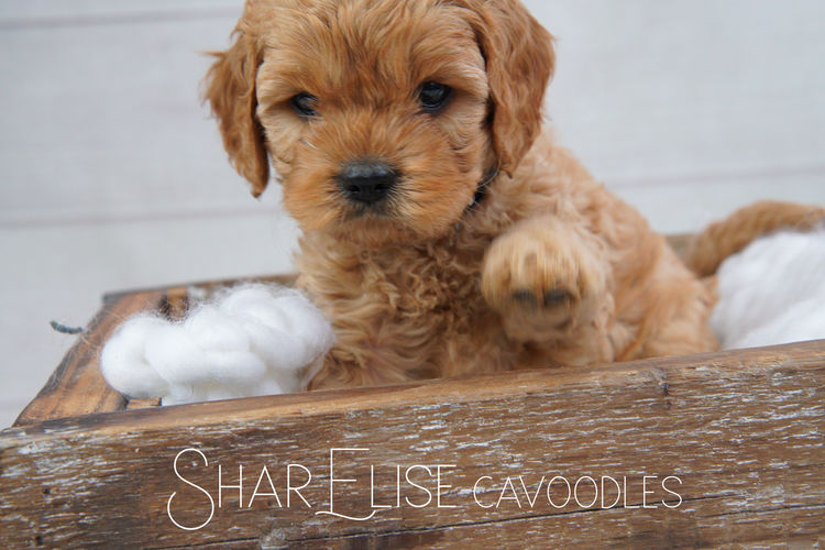 SharElise Cavoodles
