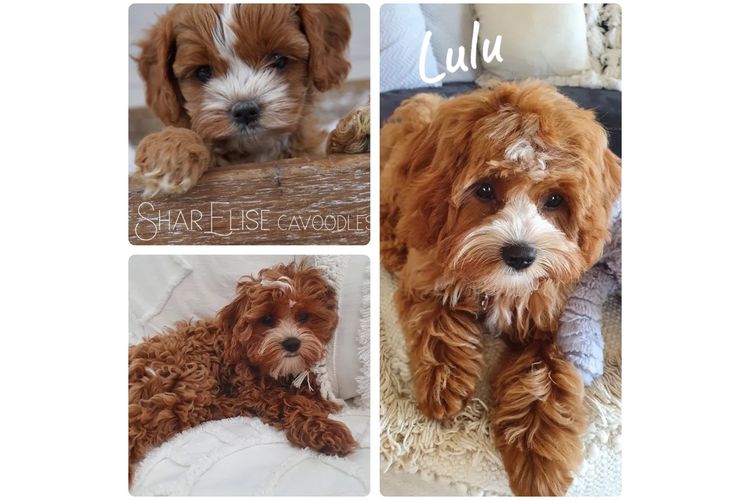 SharElise Cavoodles