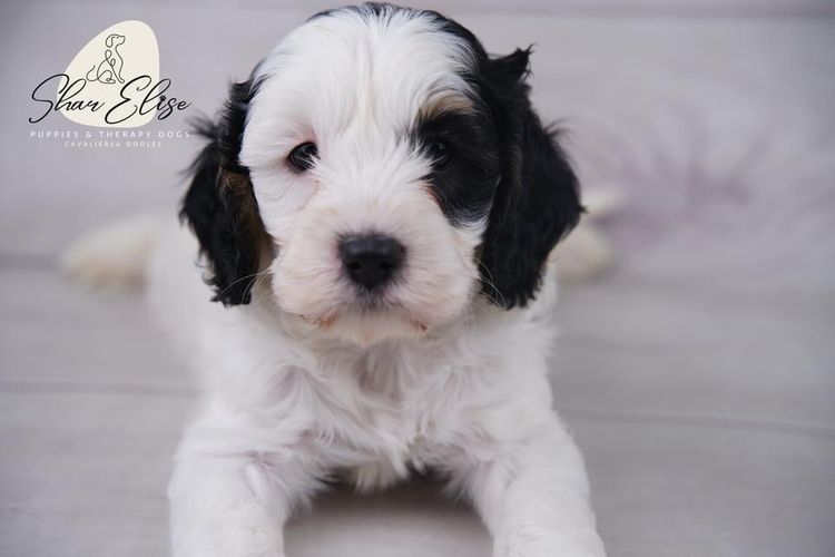 SharElise Cavoodles