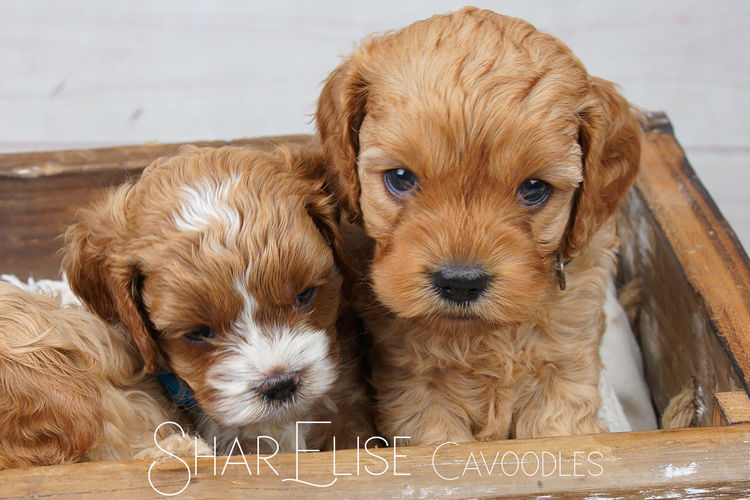SharElise Cavoodles