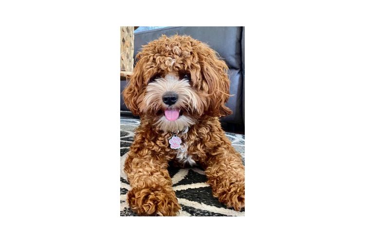 SharElise Cavoodles