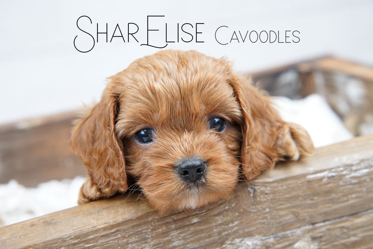 SharElise Cavoodles