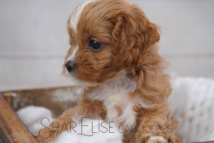 SharElise Cavoodles