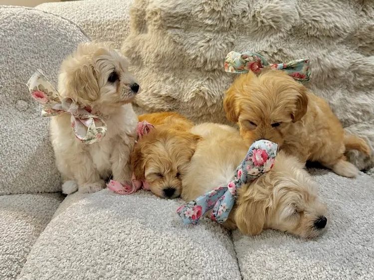 Tiny Tails Toy Moodles
