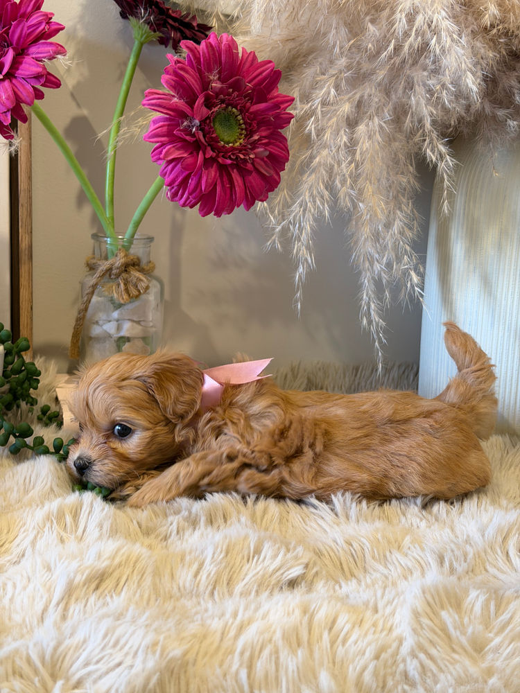 Tiny Tails Toy Moodles