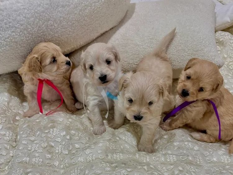 Tiny Tails Toy Moodles