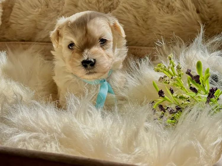 Tiny Tails Toy Moodles