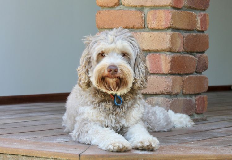 Kari  Labradoodles