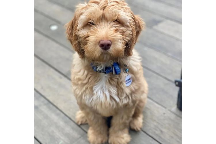Kari  Labradoodles