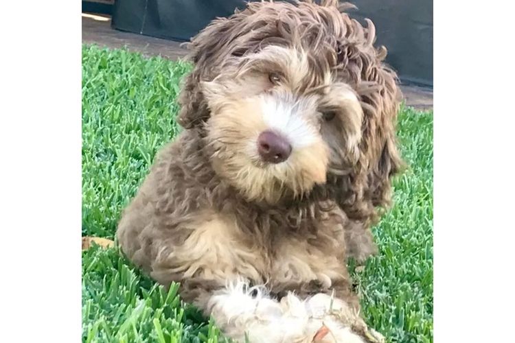 Kari  Labradoodles