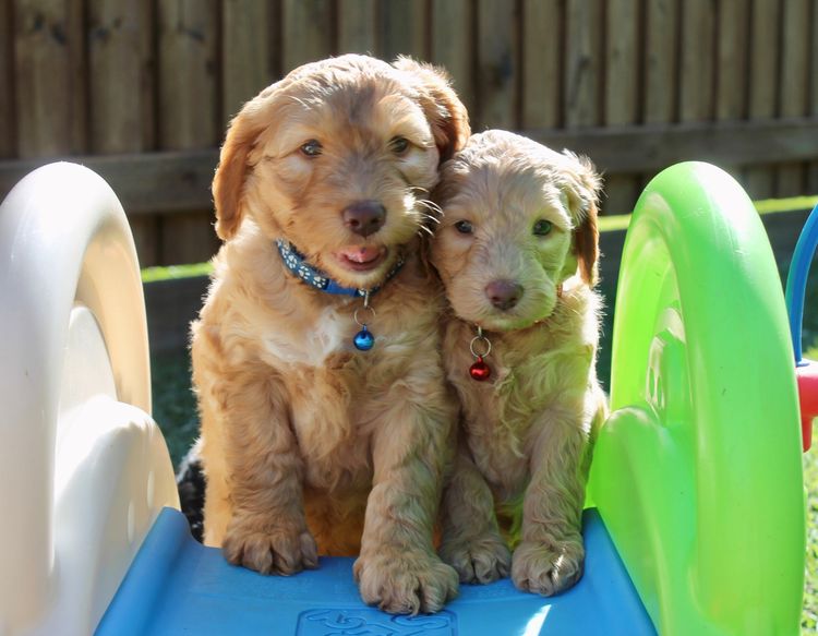 Kari  Labradoodles