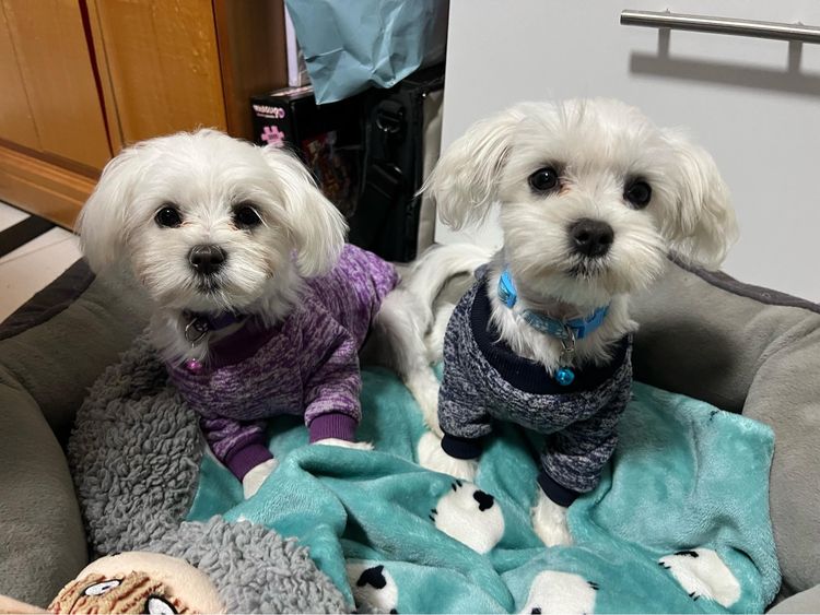 Montys Maltese
